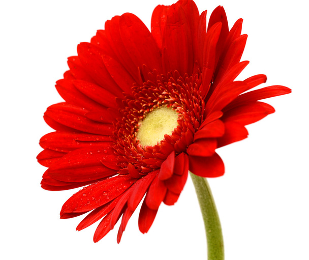 Гербера квітка Rde
 - Фото, зображення