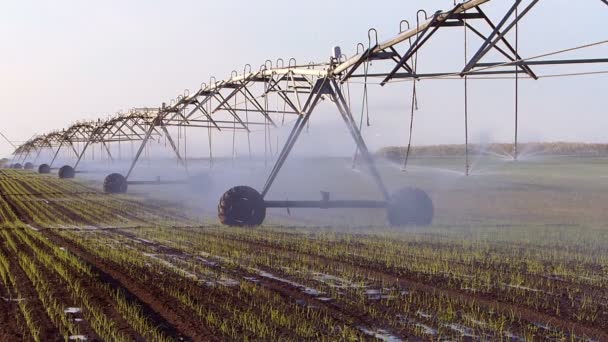 Landbouwgebied irrigatie. - Video