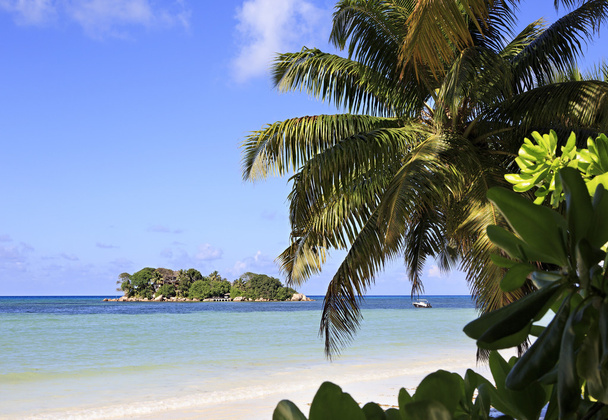 Isla Chauve Souris en el Océano Índico
 - Foto, Imagen