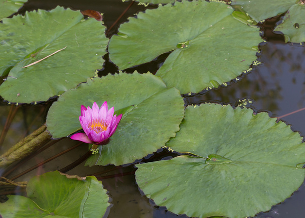 pink lotus flower in pond, waterlily - Fotoğraf, Görsel