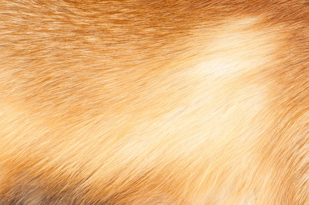 Textury red fox kožešiny - Fotografie, Obrázek