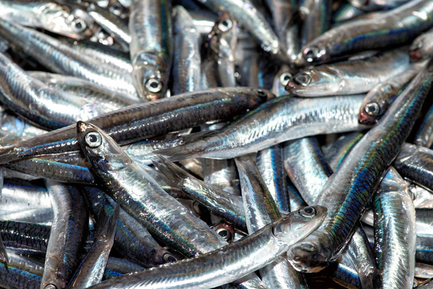 friss szardella hal a piacon - Fotó, kép
