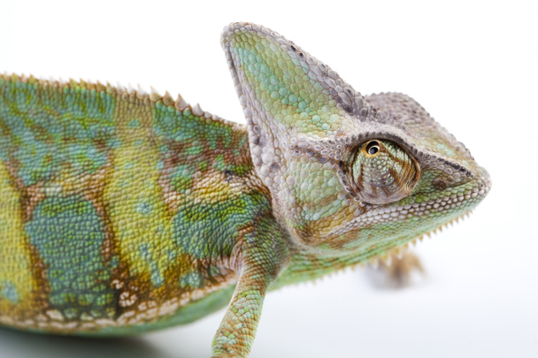 Chameleon isolated on white - Photo, image