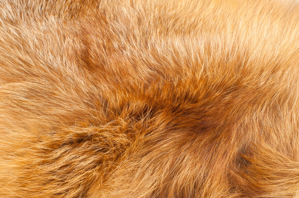 Textures red fox fur - Photo, Image