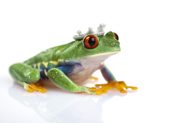 Princess frog - Photo, Image