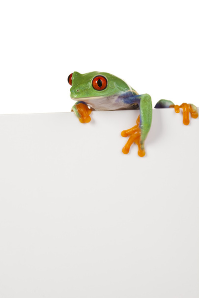 Frame frog - Foto, afbeelding