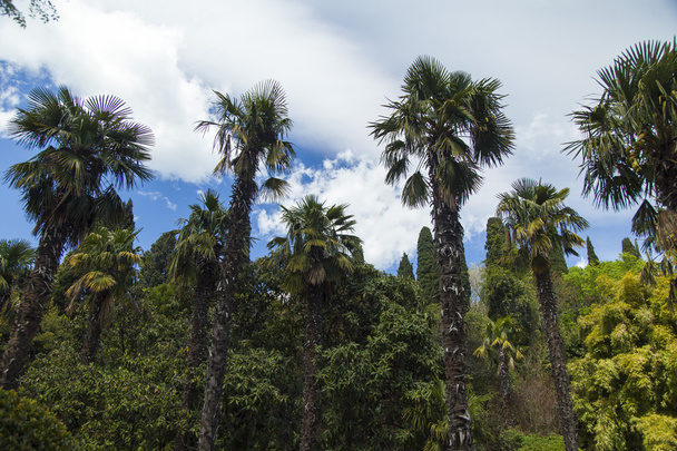 Palm trees and cypresses - Zdjęcie, obraz