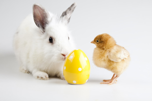 Vrolijk Pasen, chick in bunny - Foto, afbeelding