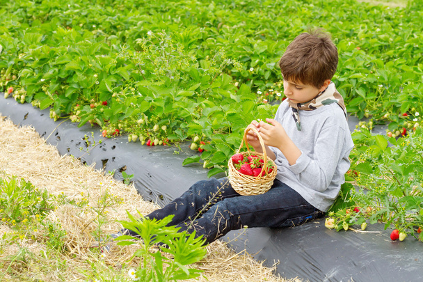 Boy with harvest of strawberries in a basket on the field - Zdjęcie, obraz