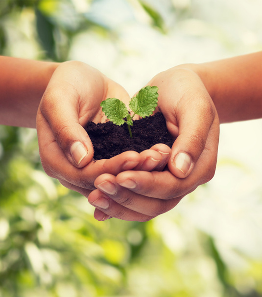woman hands holding plant in soil - Photo, image