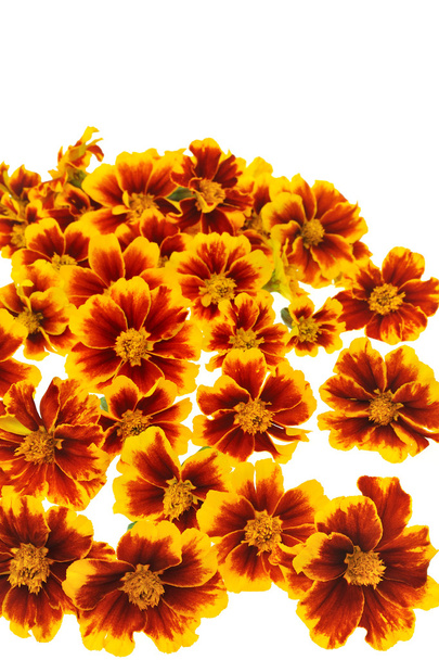 Глави квітка календули над білим тлом - Фото, зображення