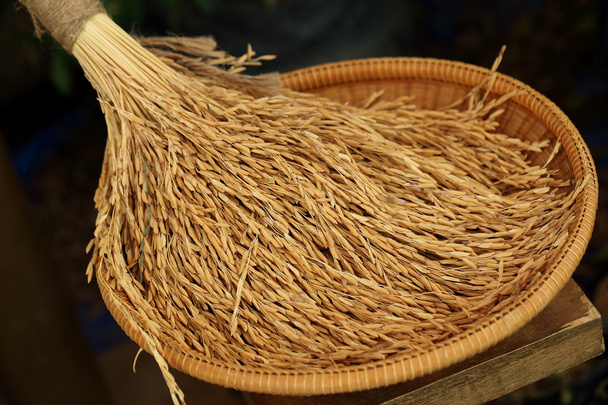Rice in the husks, paddy, unmilled rice in wicker bamboo basket. - Photo, Image