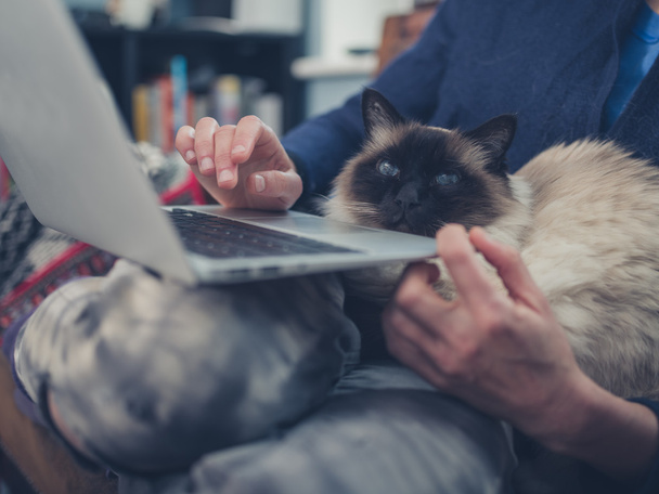 Woman with cat and laptop - Фото, изображение