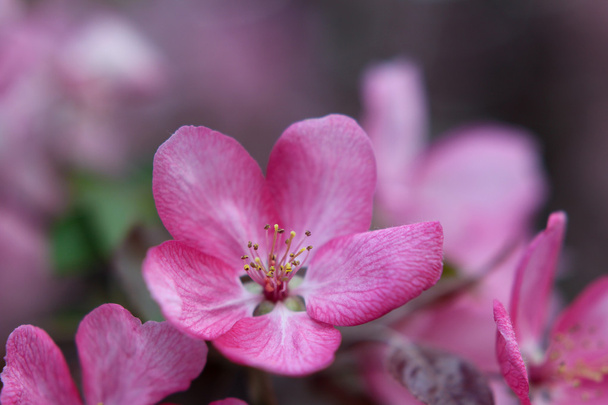 the apple-tree blossoms - Fotó, kép