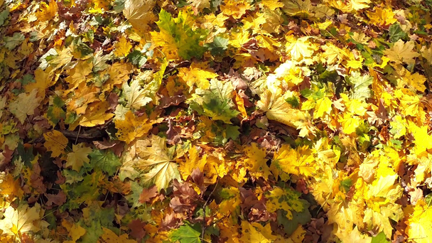 fallen leaves on ground - Filmati, video