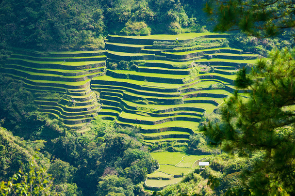 Terraços De Arroz Nas Filipinas Cultivo De Fotos E Imagens Sem Royalties