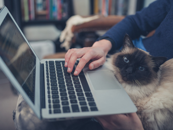 Woman with cat and laptop - Valokuva, kuva