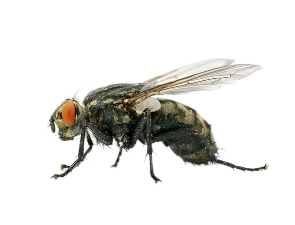 Beyaz sinek - Fotoğraf, Görsel