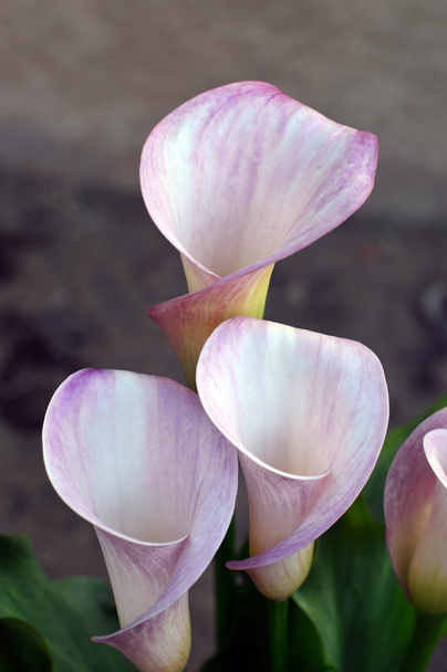 Calla liliom virágok - Fotó, kép