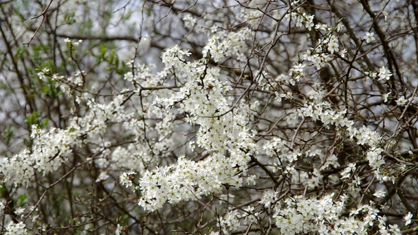 春の低木開花 - 映像、動画