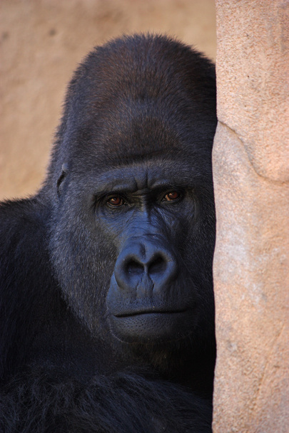 Gorila
 - Foto, Imagem