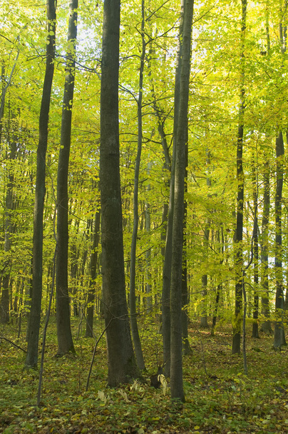 sonbahar ormanı - Fotoğraf, Görsel