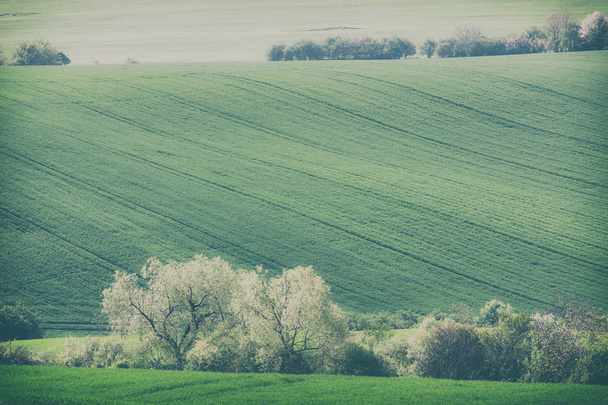 Retro style photo of rolling hills and green grass fields - Zdjęcie, obraz