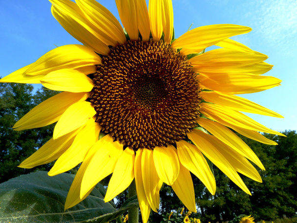 Auringonkukka - Valokuva, kuva