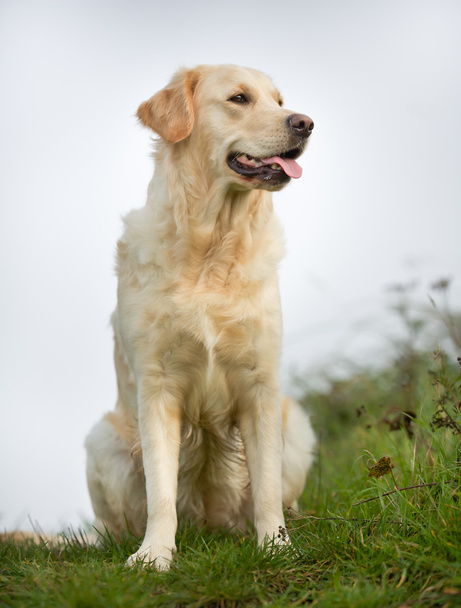 Golden retriever dog on sunny day - Photo, Image