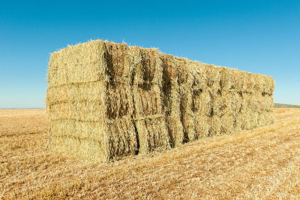 buğday madde işaretleri - Fotoğraf, Görsel