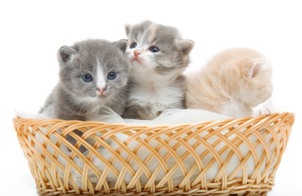Small cute kitten sitting in a basket, close-up - Photo, Image