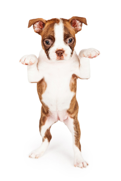 Бостон Терьер щенок стоя
 - Фото, изображение