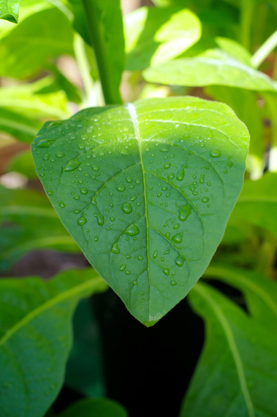 Kapky rosy na tabákových listů rostlin - Fotografie, Obrázek