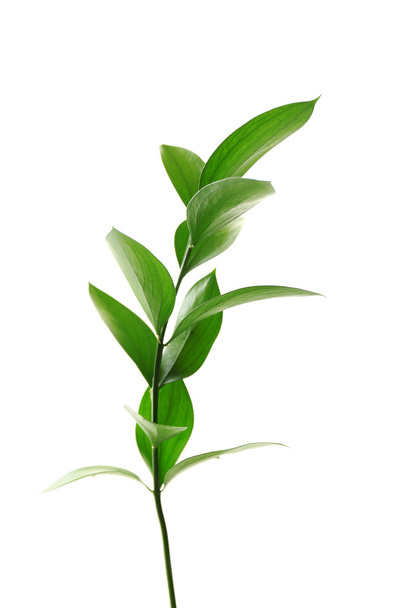 Branch with fresh green leaves, isolated on white - Zdjęcie, obraz