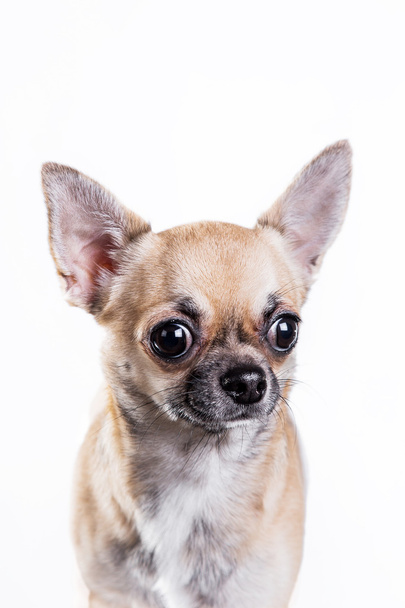 Chihuahua dog  - Valokuva, kuva