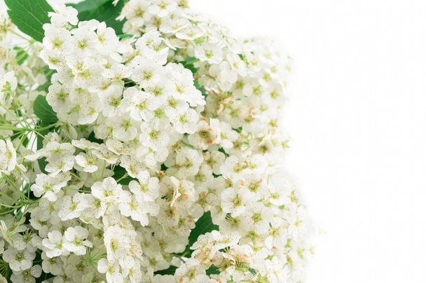 Fehér virágzó Spirea arguta - Fotó, kép