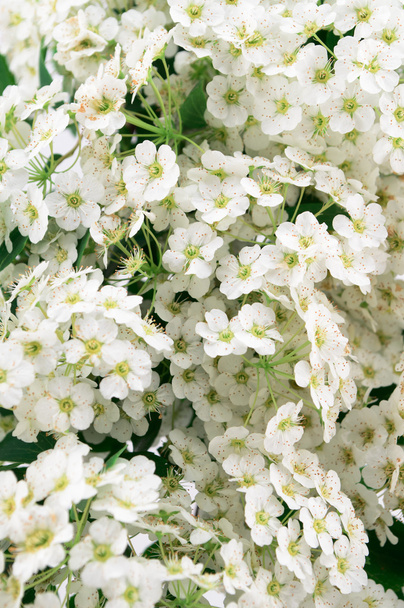 Beyaz çiçekli erkeçsakalı arguta - Fotoğraf, Görsel