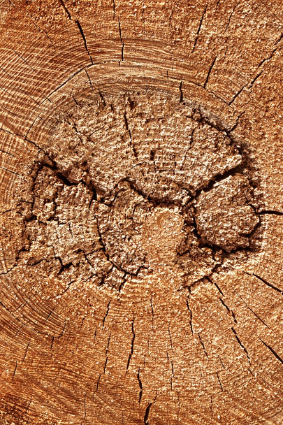 クロス セクションの詳細背景テクスチャの古い木の幹 - 写真・画像