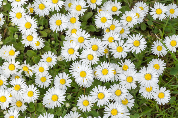 small daisy flower - Photo, Image