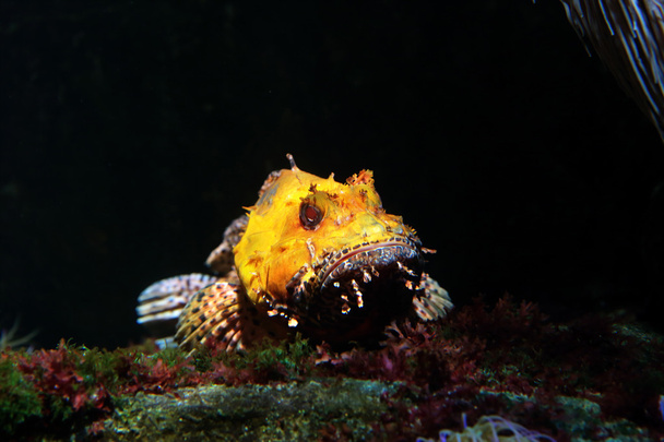 Scorpionfish jaune sur fond noir
 - Photo, image