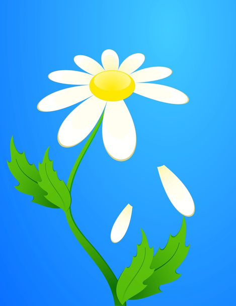 Beautiful camomile on a blue background - Vector, Image
