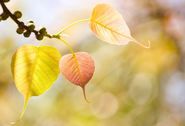Frische Blätter am Zweig - Foto, Bild