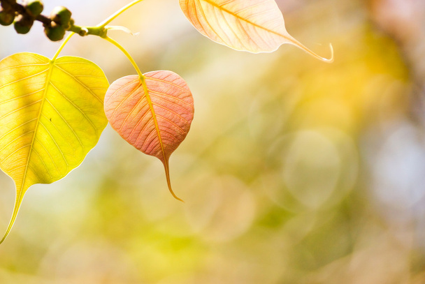Свежие листья на ветке - Фото, изображение