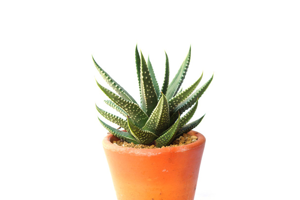 Green plant in pot - Фото, зображення