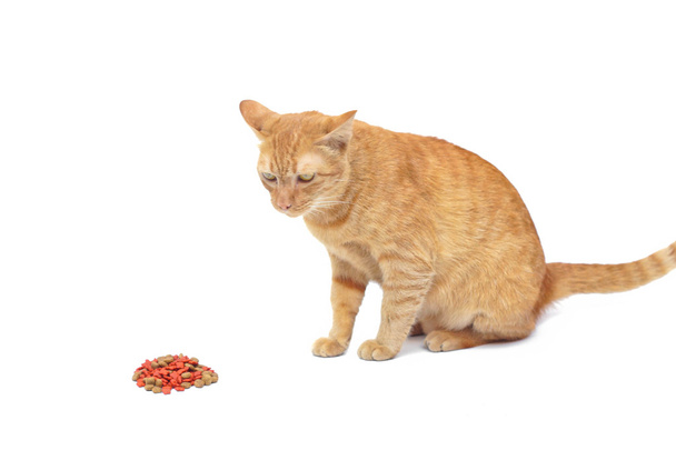 κίτρινο γάτα τρώει τα τρόφιμα - Φωτογραφία, εικόνα