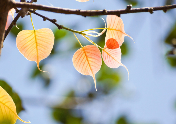 Свіже листя на гілці
 - Фото, зображення