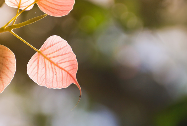 Свіже листя на гілці
 - Фото, зображення