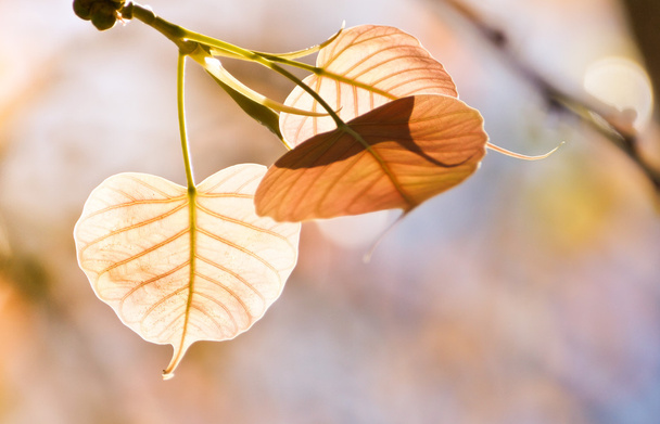 Свежие листья на ветке - Фото, изображение