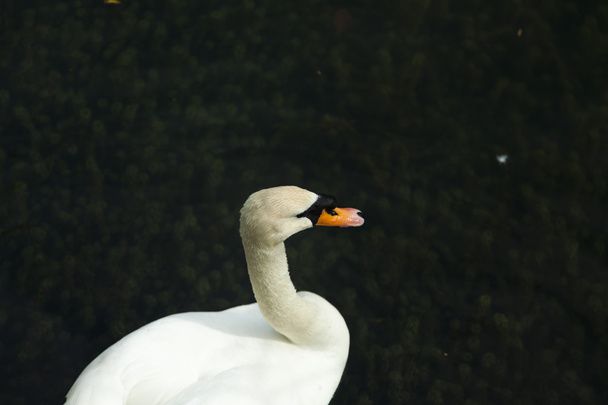 Swans in a pond - Фото, изображение
