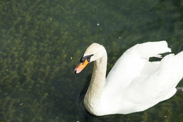 Swans in a pond - Photo, Image